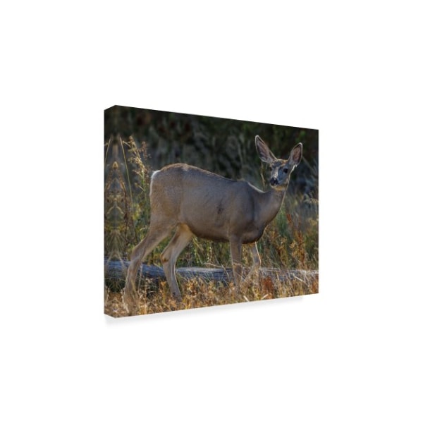 Galloimages Online 'Mule Deer Portrait' Canvas Art,18x24